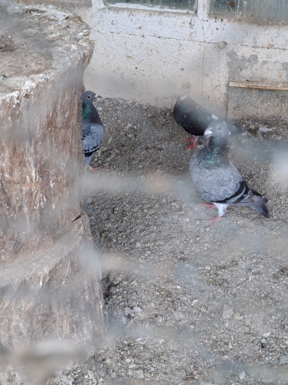 reisduiven, Plusieurs animaux, Pigeon voyageur