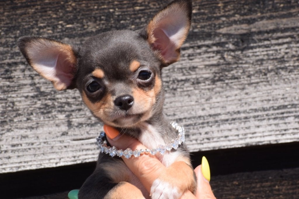 Les chiots Chihuahua restent petits, 15 semaines à 1 an, Maladie de Carré (chiens), Éleveur | Professionnel, Plusieurs