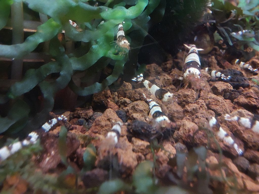 Crystal Black (caridina) garnalen, Dieren en Toebehoren