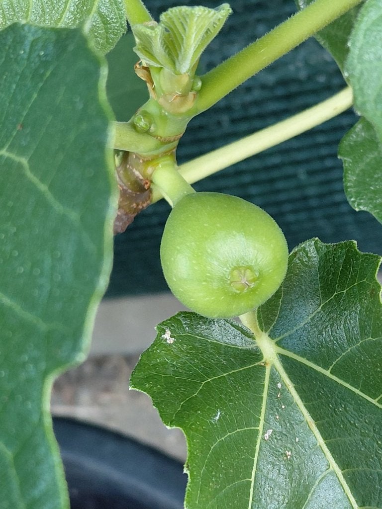 vijgeboom in groot pot, Tuin en Terras, Planten | Fruitbomen, Ophalen, Lente, Volle zon, In pot