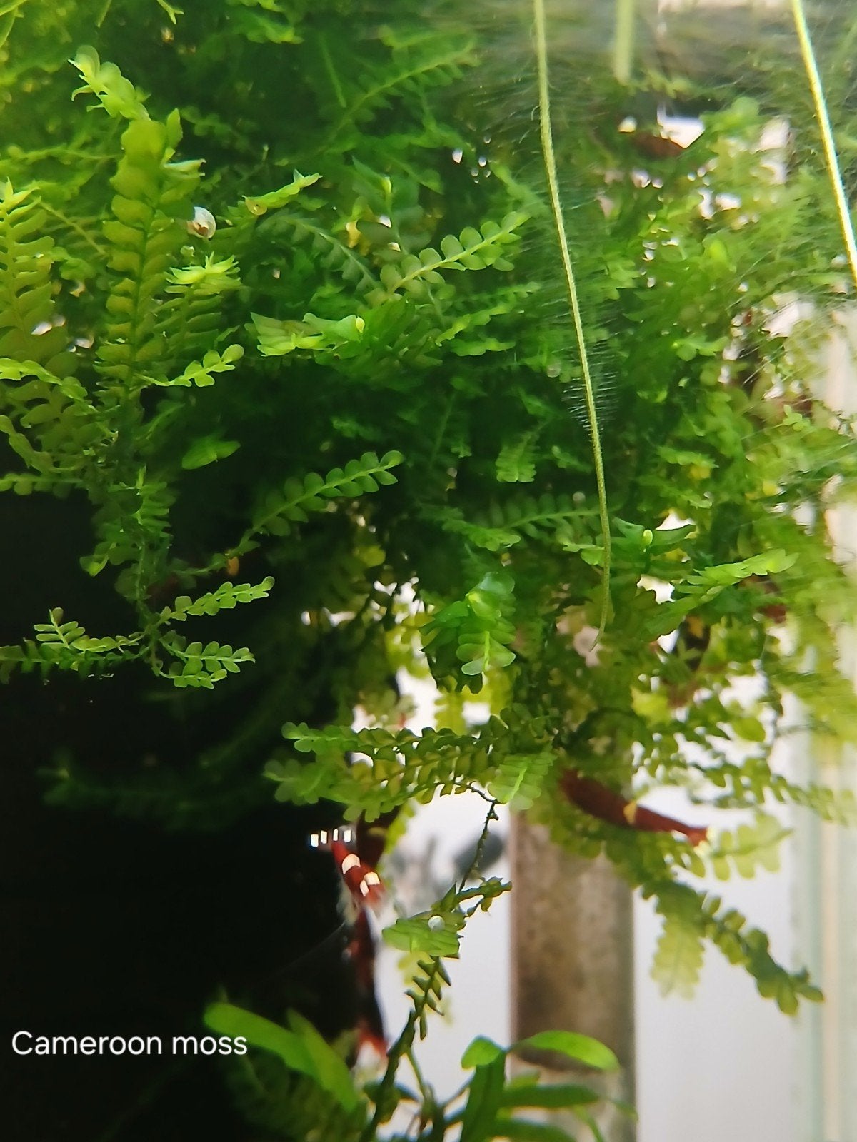 Cameroon moss, Dieren en Toebehoren, Vissen | Aquaria en Toebehoren, Ophalen, Plant(en), Steen of Hout