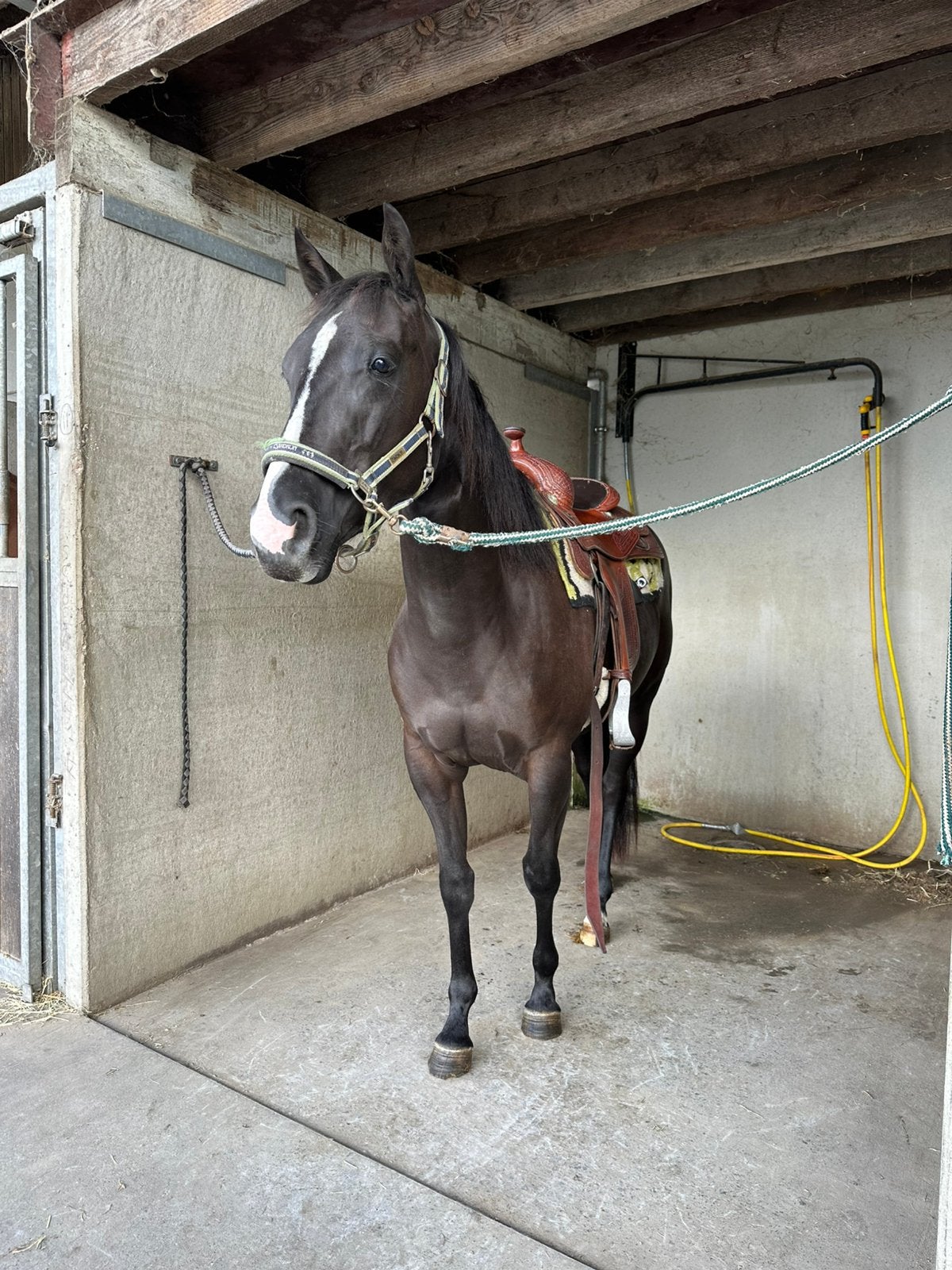 3jarige quarter merrie, Dieren en Toebehoren, Merrie, Zadelmak