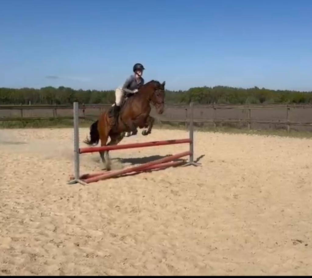 Project merrie, Dieren en Toebehoren, Paarden, Merrie
