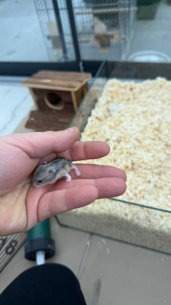Russische dwerghamsters, Dieren en Toebehoren, Hamster, April, Meerdere dieren, Tam