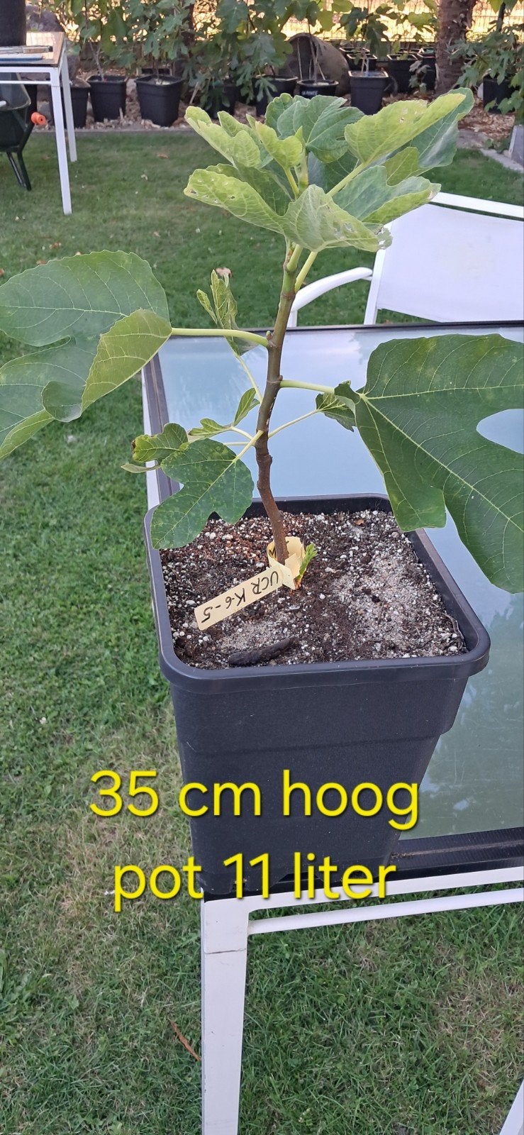 UCR K-6-5  Vijgenboom, Ophalen