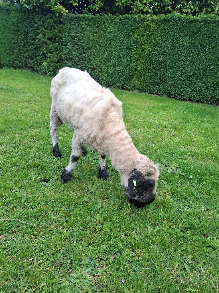 Walisser schwarsnaze ram, Dieren en Toebehoren, Schapen, Geiten en Varkens, Mannelijk, Schaap, 3 tot 5 jaar