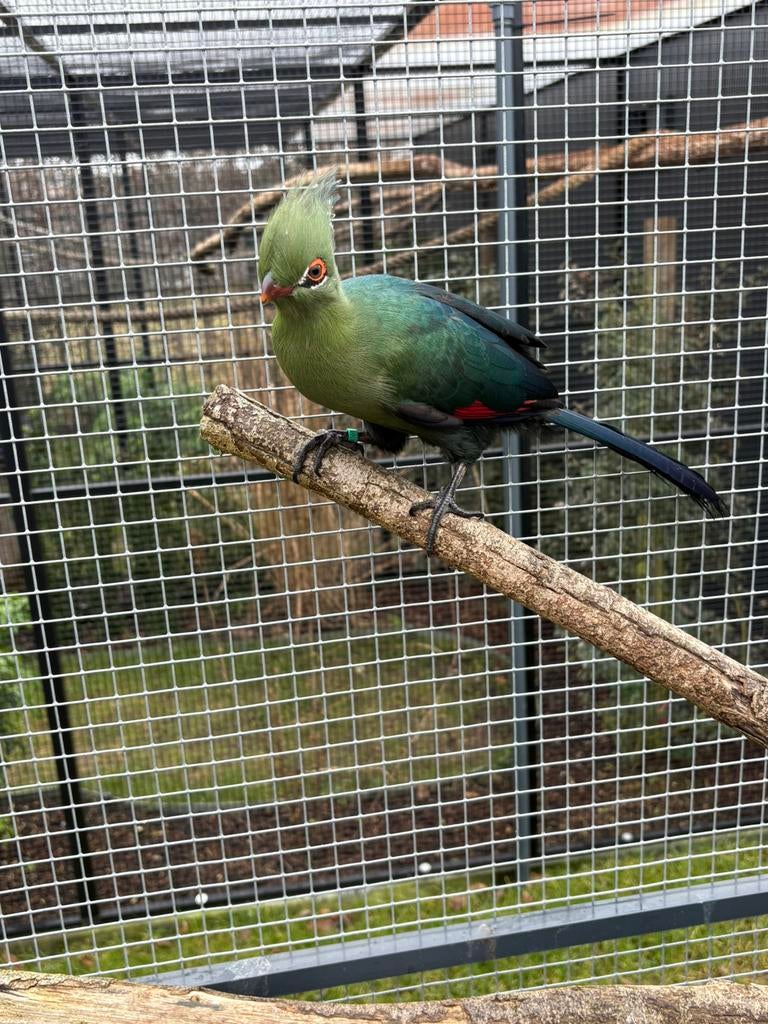 Schalowi toerako, Dieren en Toebehoren, Mannelijk, Tropenvogel, Tam