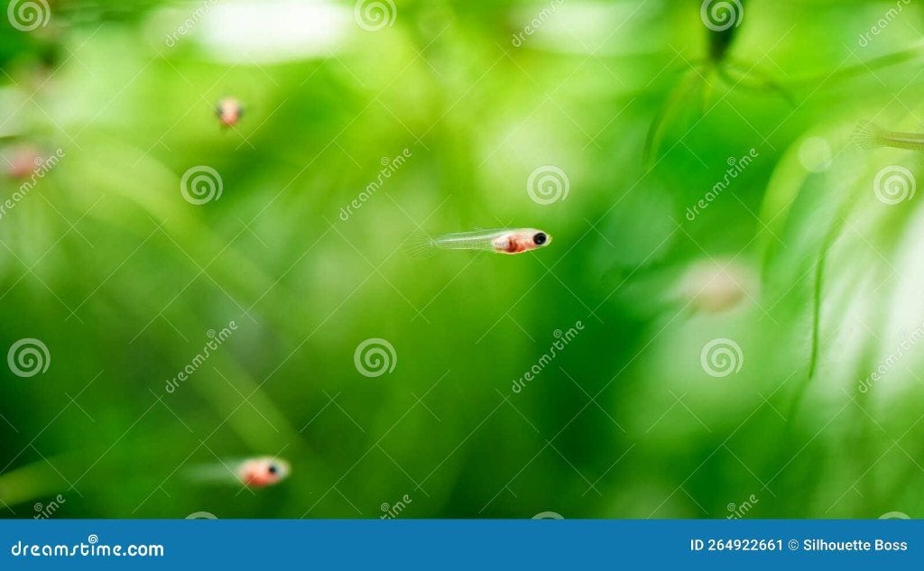guppy, Vis, Zoetwatervis