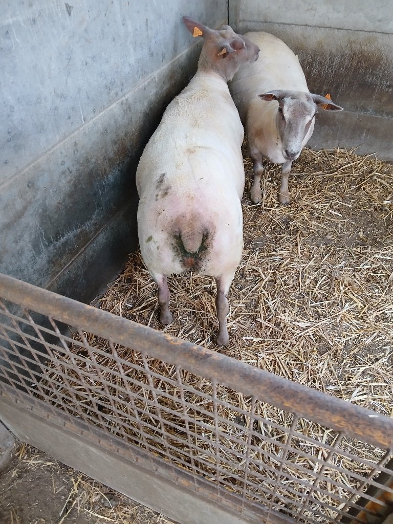 Charollais rammen, Dieren en Toebehoren, Mannelijk, Schaap, 0 tot 2 jaar