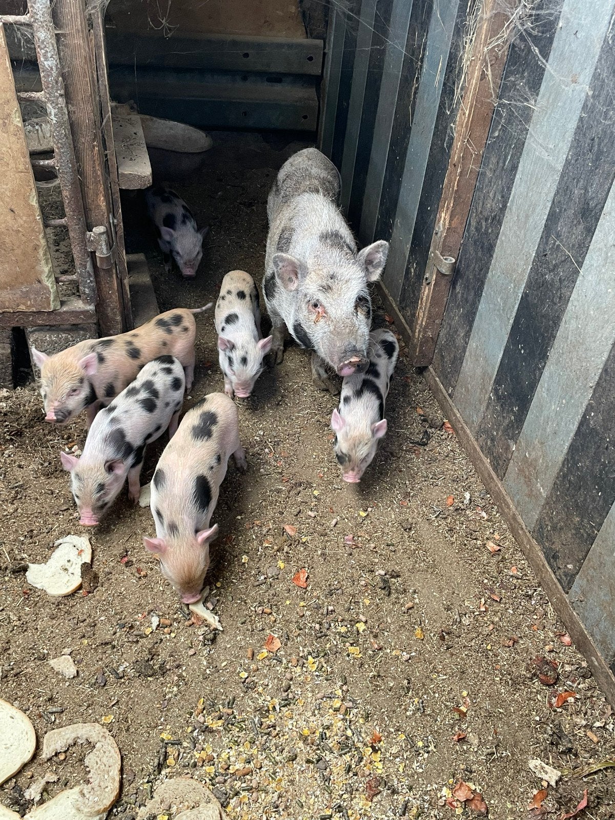 göttinger mini varkens, Dieren en Toebehoren, Meerdere dieren, Varken, 0 tot 2 jaar