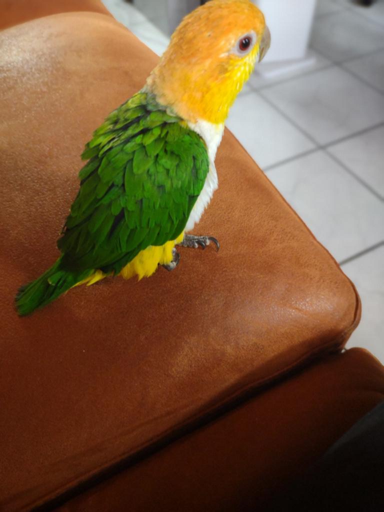 roestkop caique gratis af te halen, Dieren en Toebehoren, Vogels | Parkieten en Papegaaien, Geslacht onbekend, Papegaai, Geringd