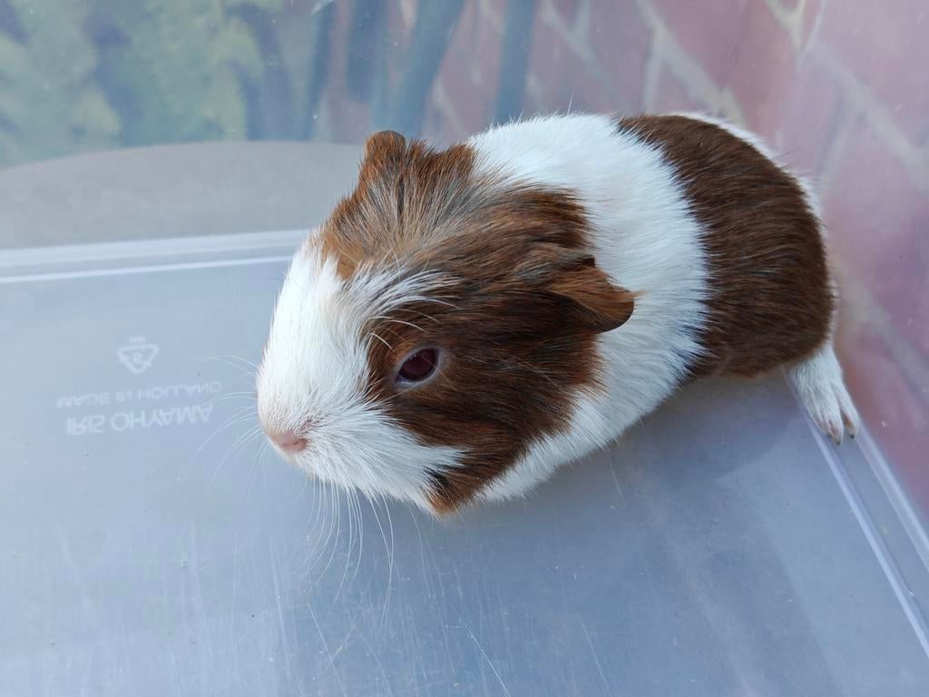Jonge cavia's, Avril, Plusieurs animaux, Cobaye