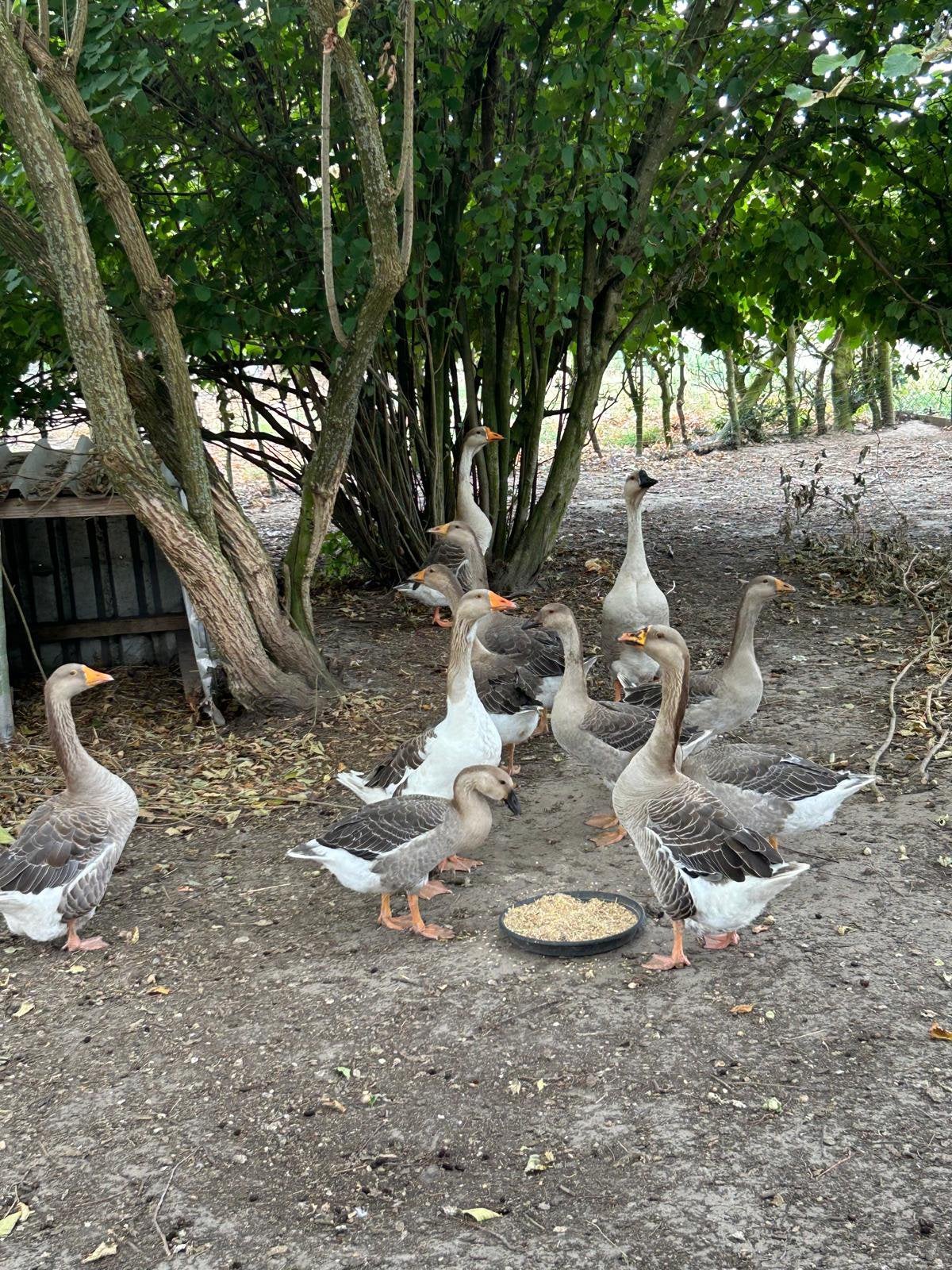 Ganzen te koop, Dieren en Toebehoren