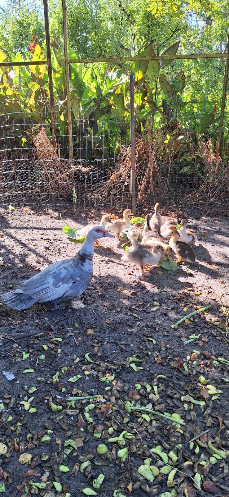 barberie eend en 10 jonge eenden ., Dieren en Toebehoren, Pluimvee, Eend