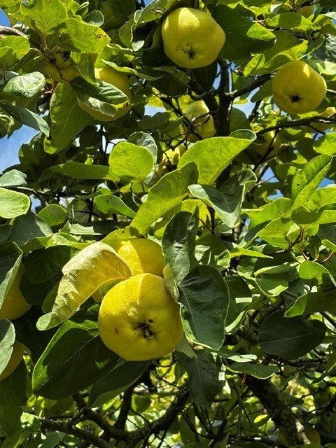 Poires cultivées du verger de Cydonia Oblonga, Enlèvement