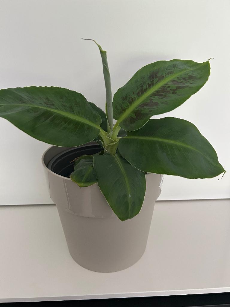 Banenplant kamerplant 24 cm hoog, Huis en Inrichting, Kamerplanten, Ophalen, Overige soorten, Halfschaduw, In pot