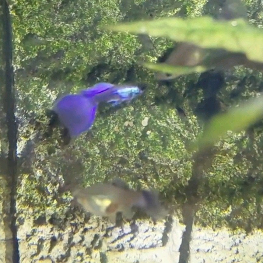 Purple Moscow Guppy’s te koop, Animaux & Accessoires, Poissons | Poissons d'aquarium