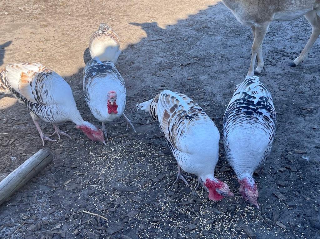 Ronquire Kalkoenen, Dieren en Toebehoren, Overige Dieren, Juni, Mannelijk