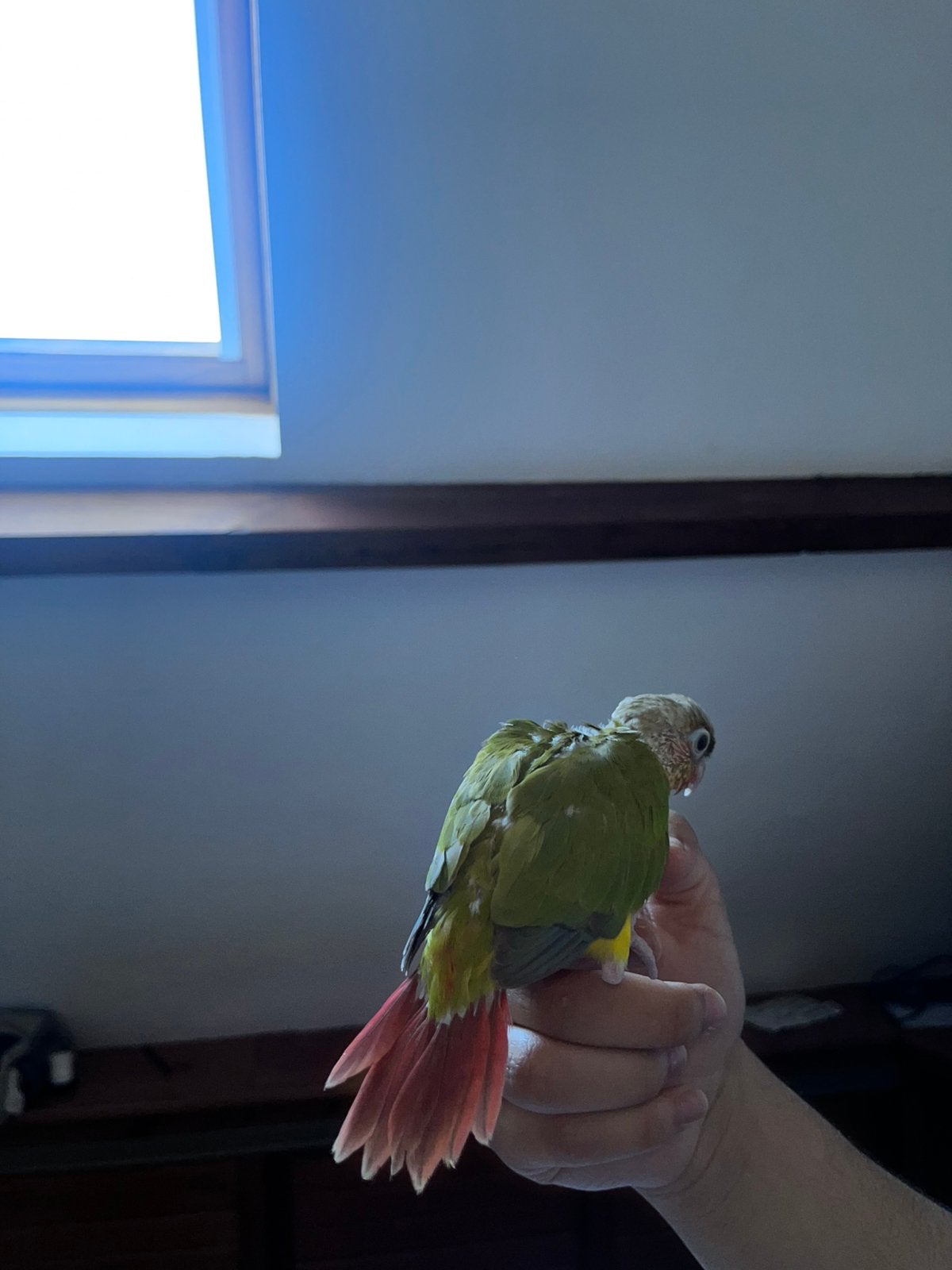 Conure en acier inoxydable, Ophalen of Verzenden