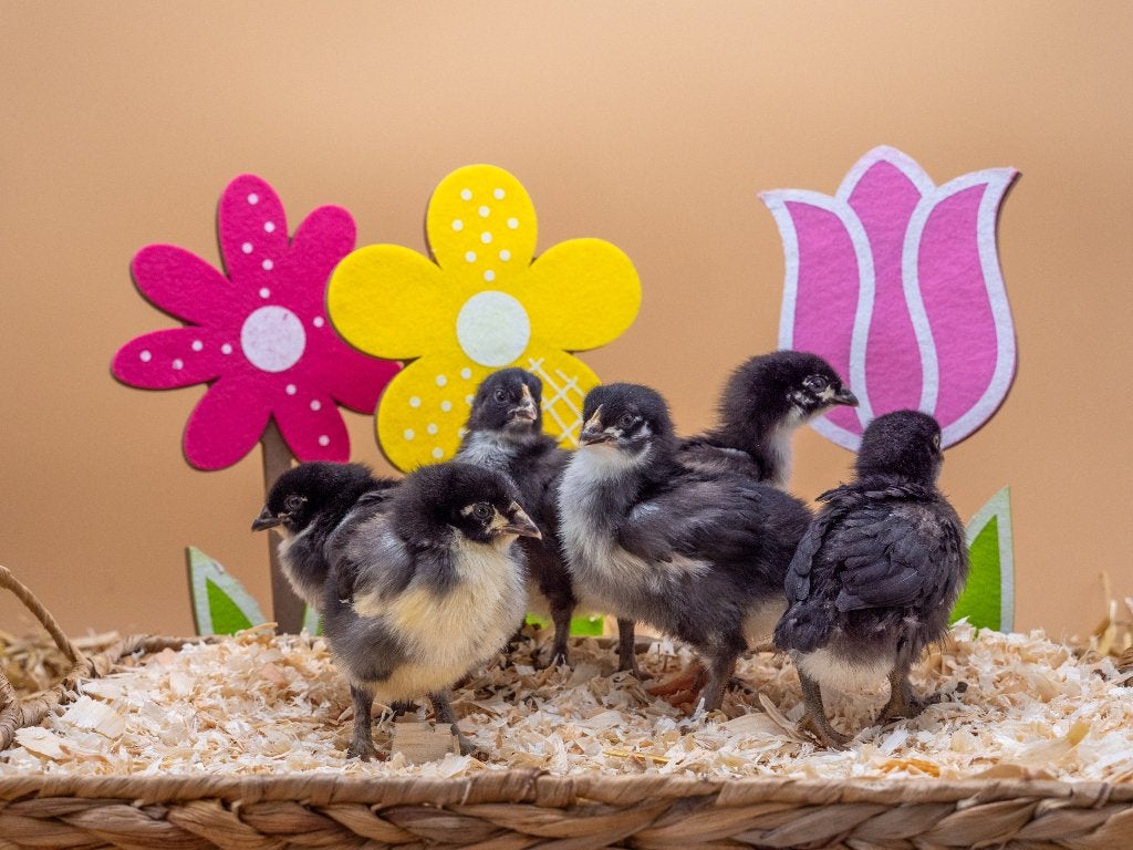 Jonge tamme Marans kuikens gesekt en ingeënt