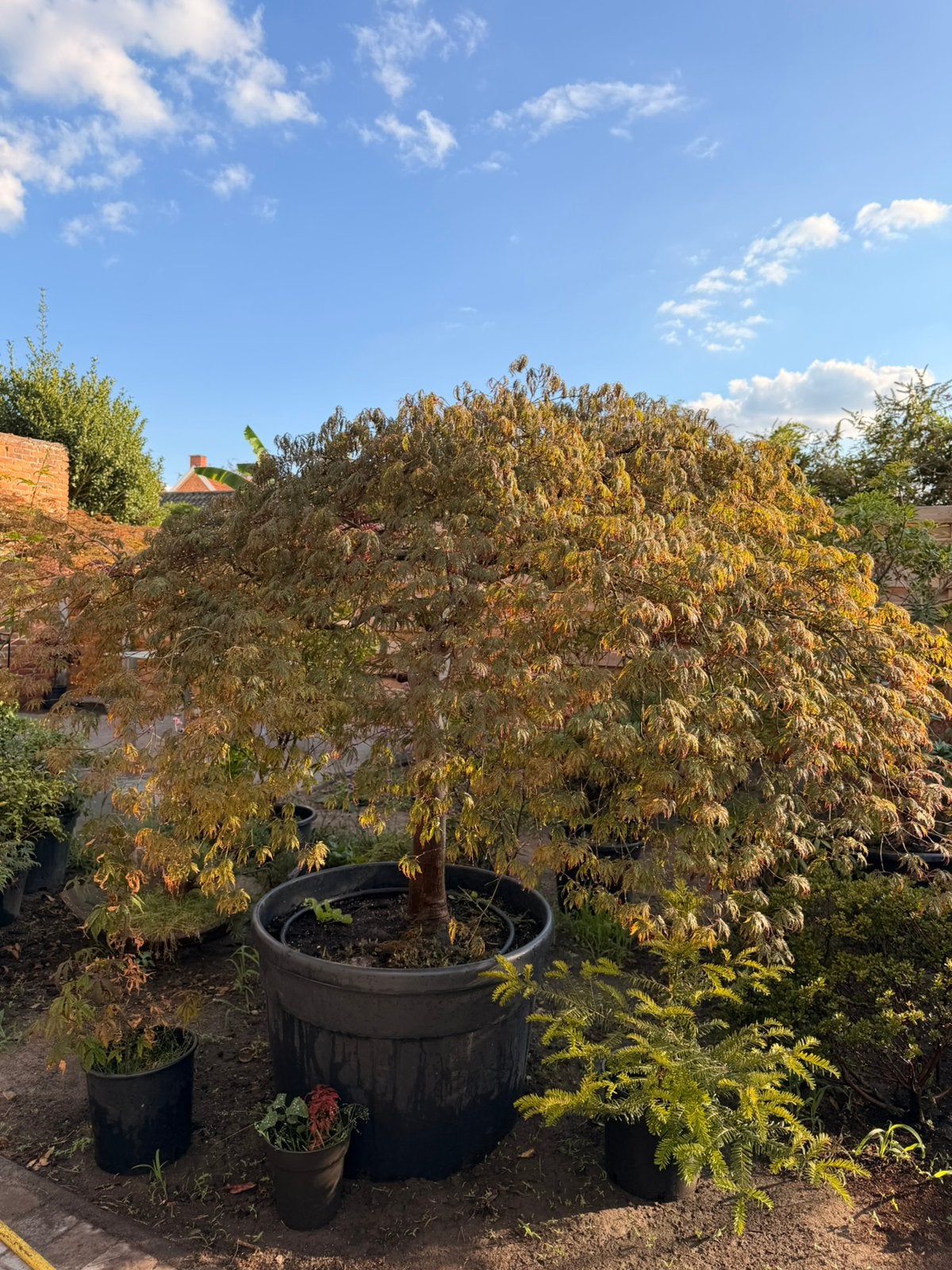 Japanse esdoorn, Tuin en Terras, Ophalen