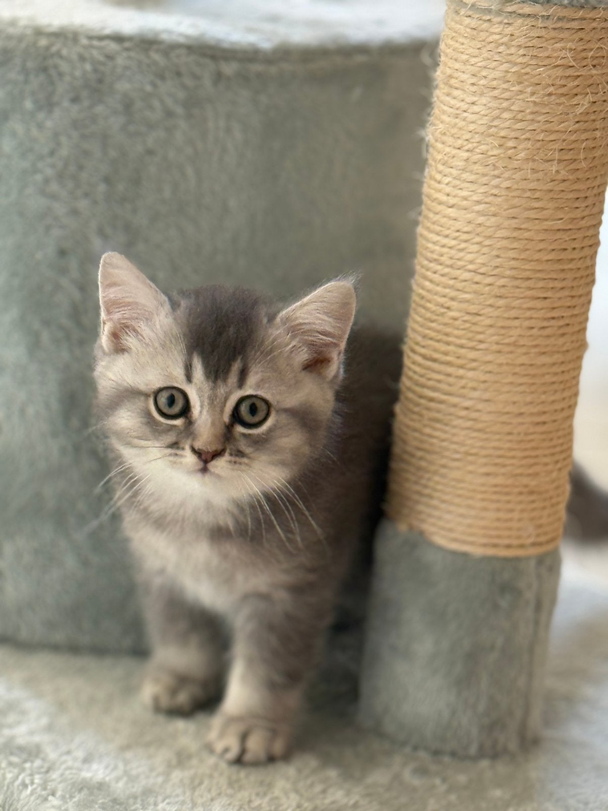 Britse Korthaar katertje – DIRECT beschikbaar, Dieren en Toebehoren, Kater, Gechipt