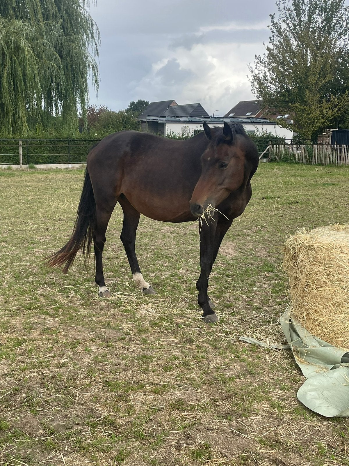 Dressuur fokmerrie/weide maatje te koop, Cheval de dressage, 11 ans ou plus, Avec pedigree, 165 à 170 cm