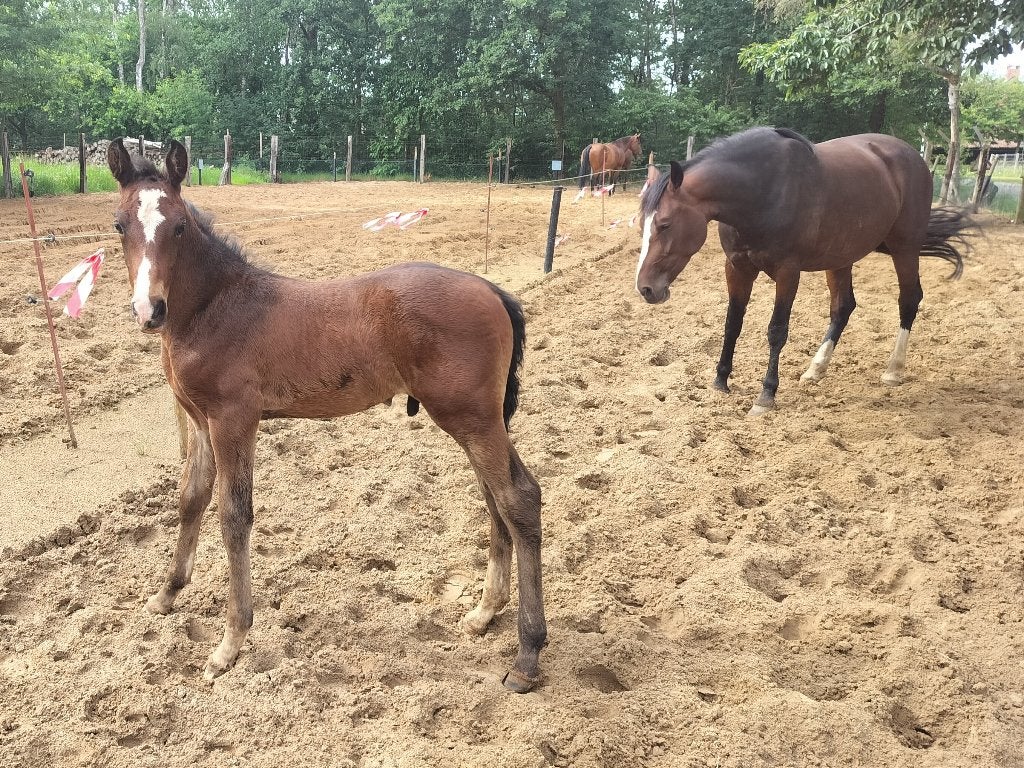 Fier hengstveulen, Dieren en Toebehoren, Paarden, Hengst, Niet van toepassing, 160 tot 165 cm, 0 tot 2 jaar, Recreatiepaard, Met stamboom
