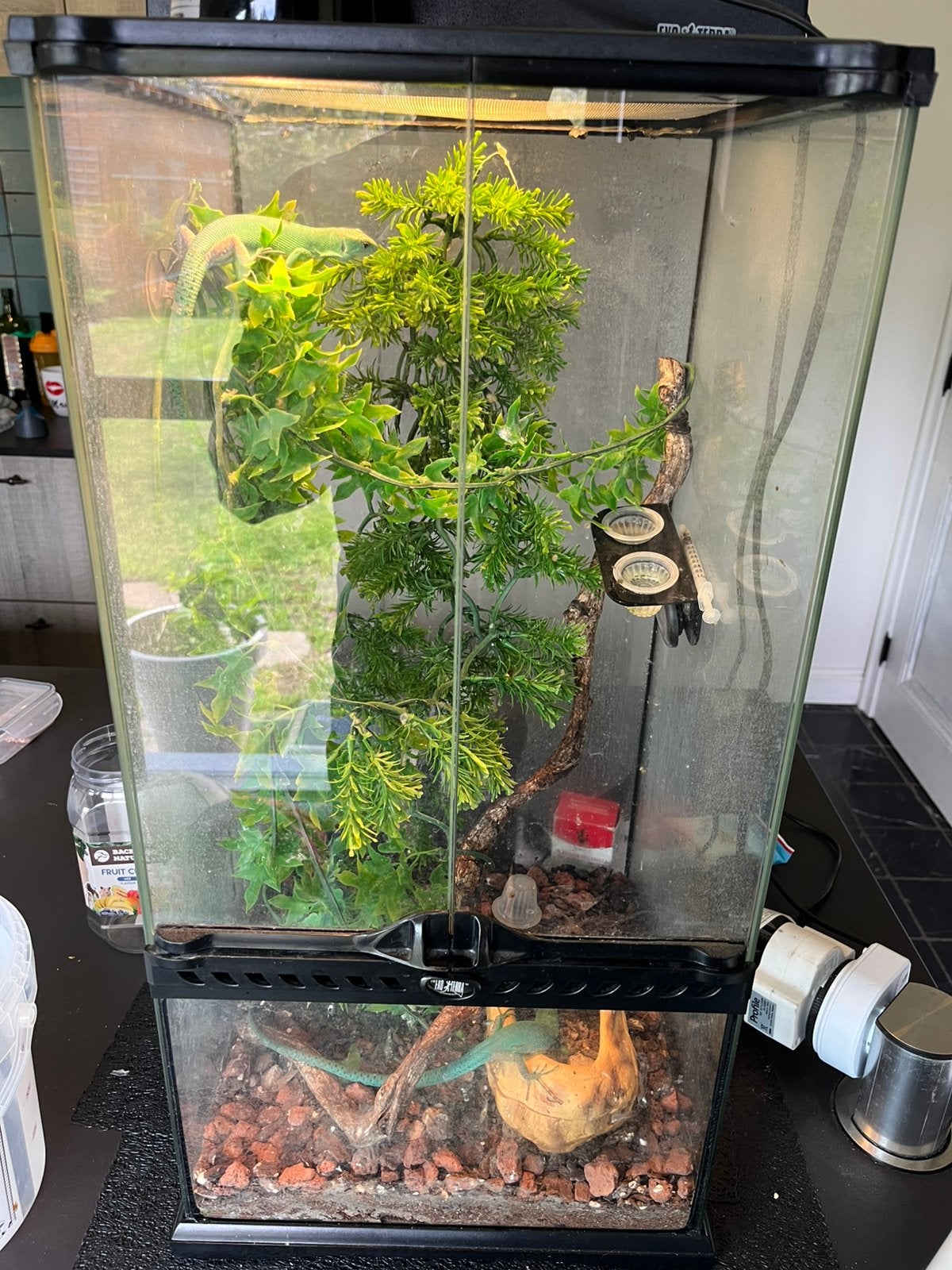 Terrarium met 2 gastropholis prasina, Ophalen, Zo goed als nieuw