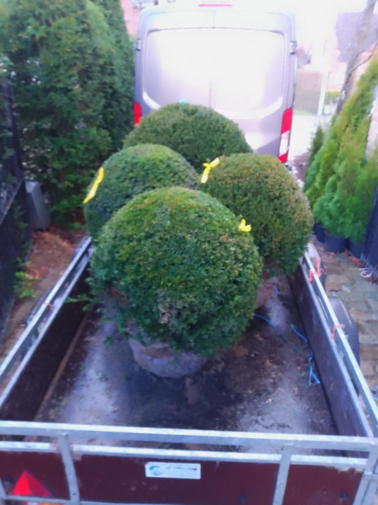 Taxus bollen, Ophalen of Verzenden