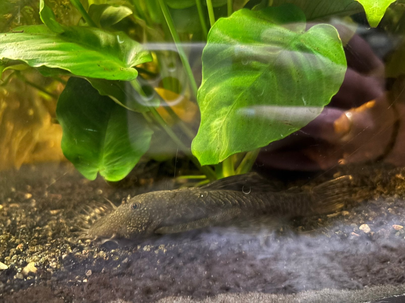 Ancistrus, Dieren en Toebehoren, Vis, Zoetwatervis