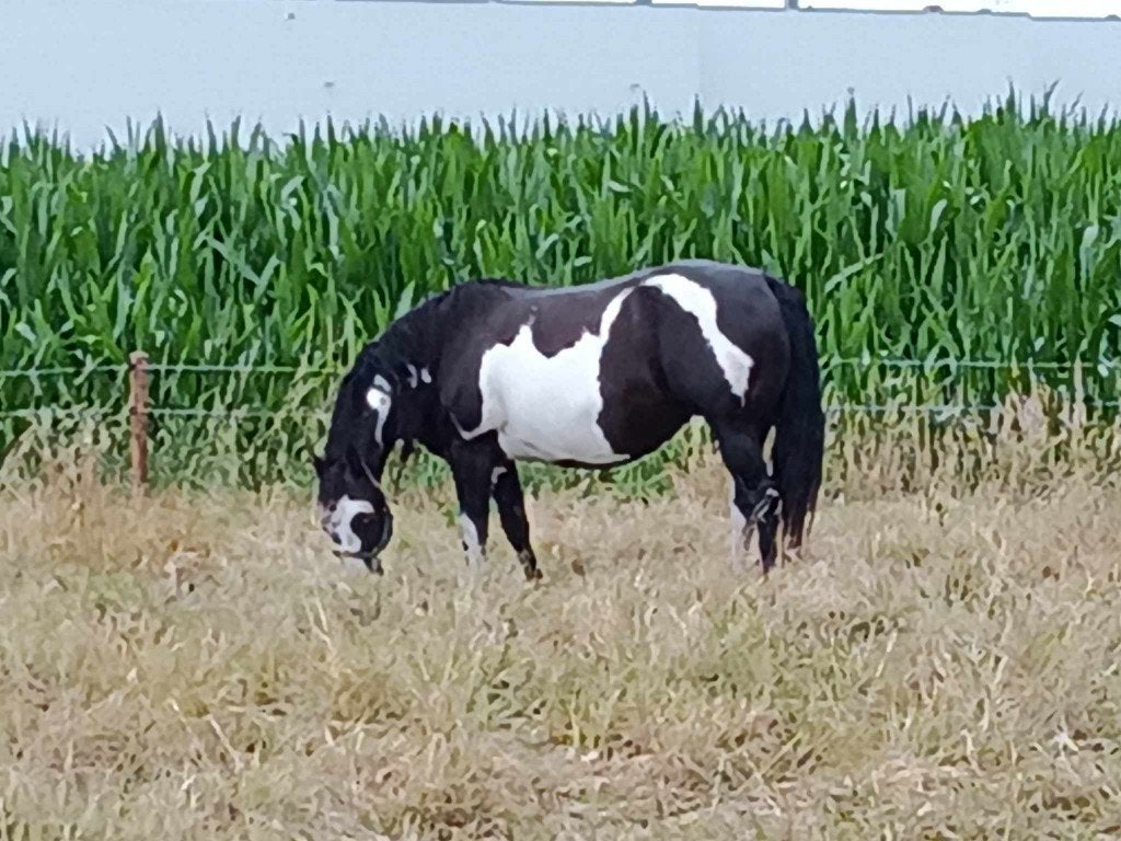 black overo paint merrie, Dieren en Toebehoren, Paarden, Merrie, Met stamboom, Westernpaard, Onbeleerd