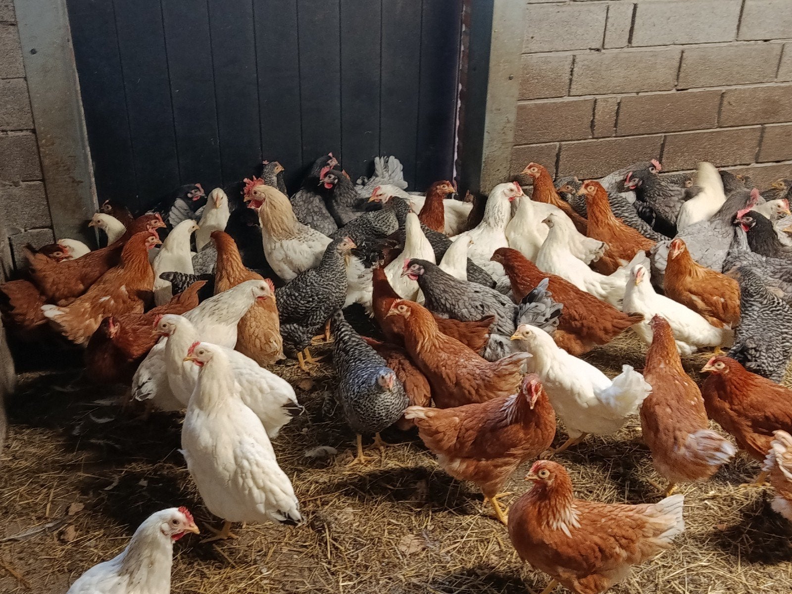 jonge legkippen te reserveren, Dieren en Toebehoren, Pluimvee, Kip