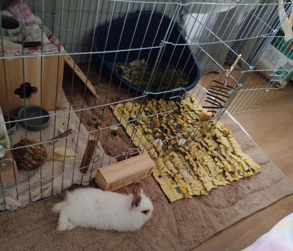 Lapin nain de 3 mois, Vrouwelijk, Dwerg, 0 tot 2 jaar