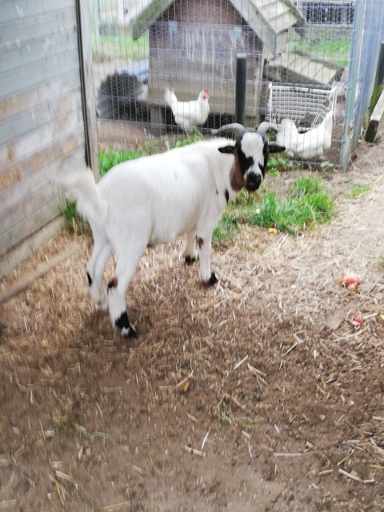 Geitje en gecastreerd bokje, Plusieurs animaux, Chèvre, 3 à 5 ans