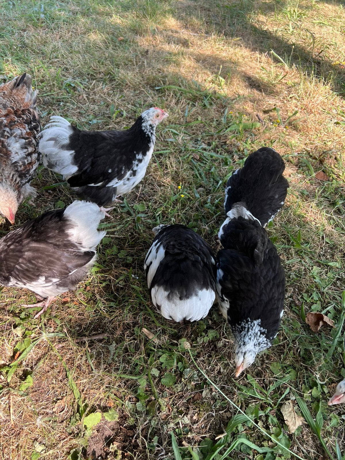 Orpington kriel ,stuks 10€, Dieren en Toebehoren, Pluimvee