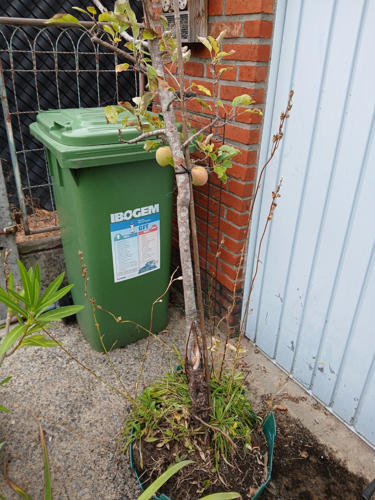 Appelboom, Ophalen