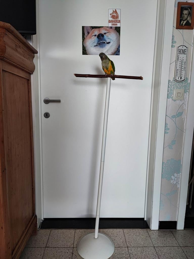 Staander voor papegaai, T-stand, Dieren en Toebehoren, Papegaai