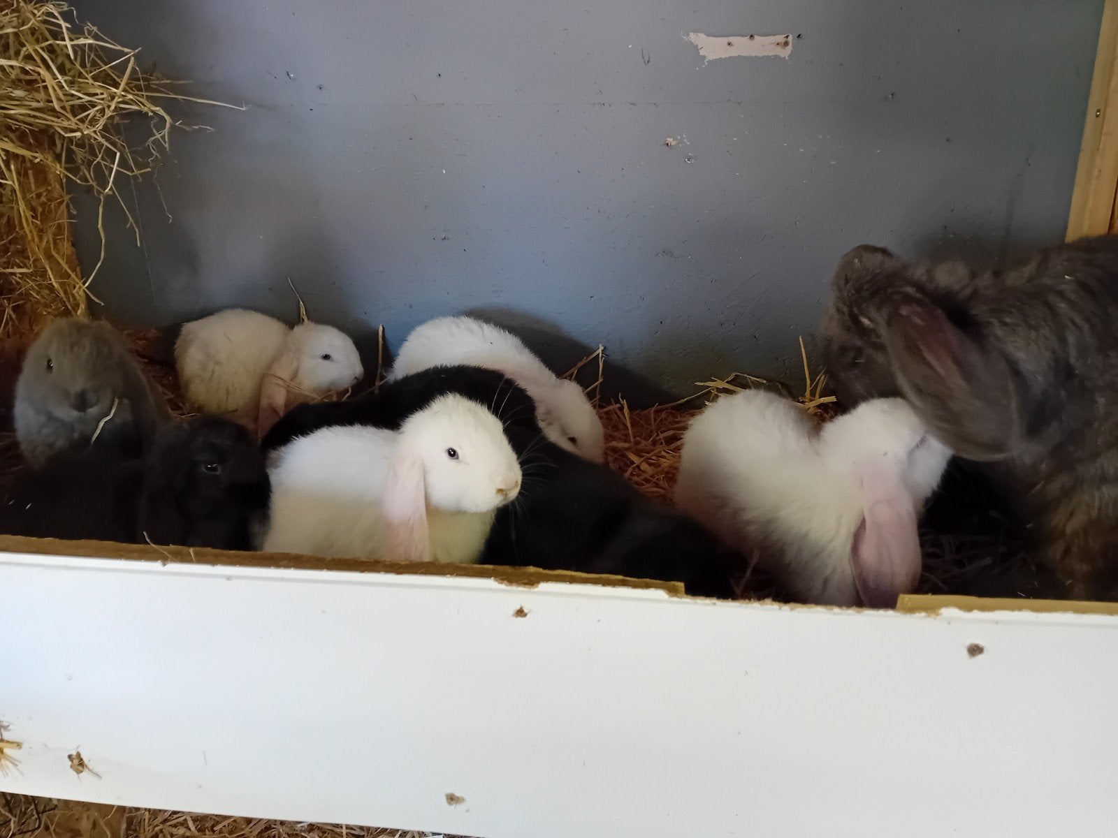Wit blauwoog franse hangoor voedster, Vrouwelijk, Groot, Hangoor, 0 tot 2 jaar