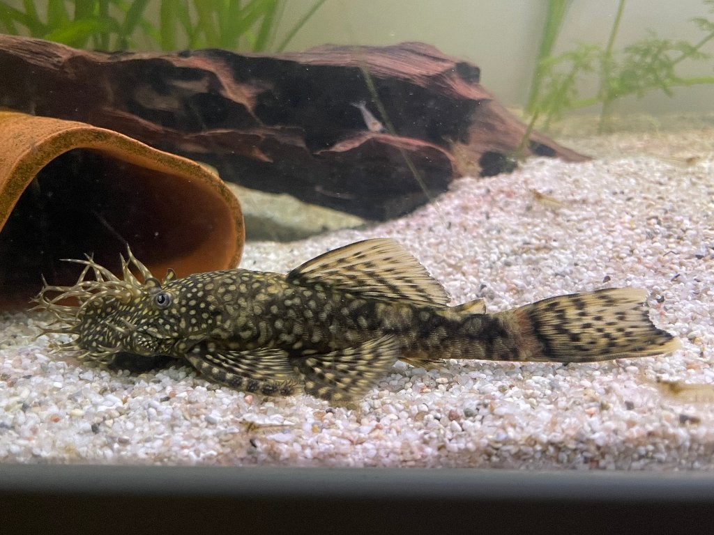 borstelneus pleco, Poisson, Poisson d'eau douce