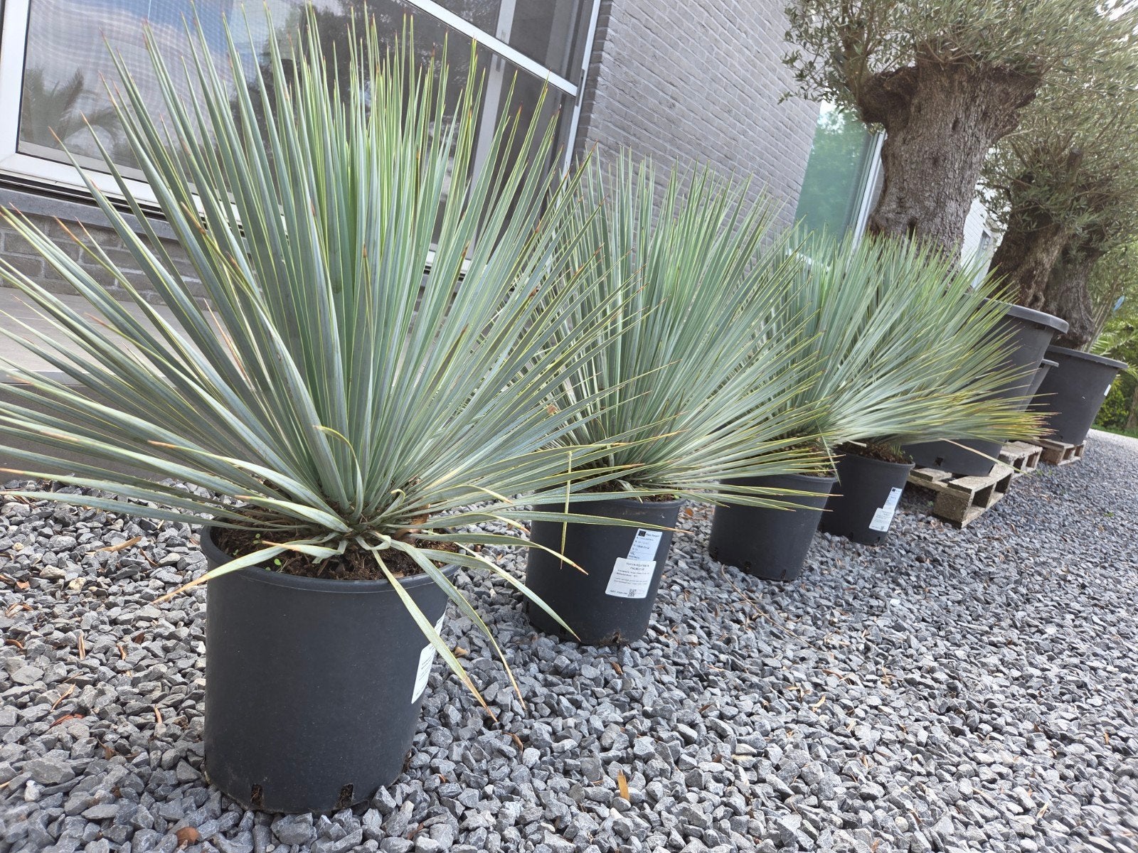 Yucca Rostrata - Nieuwe aanvoer, Tuin en Terras, Ophalen