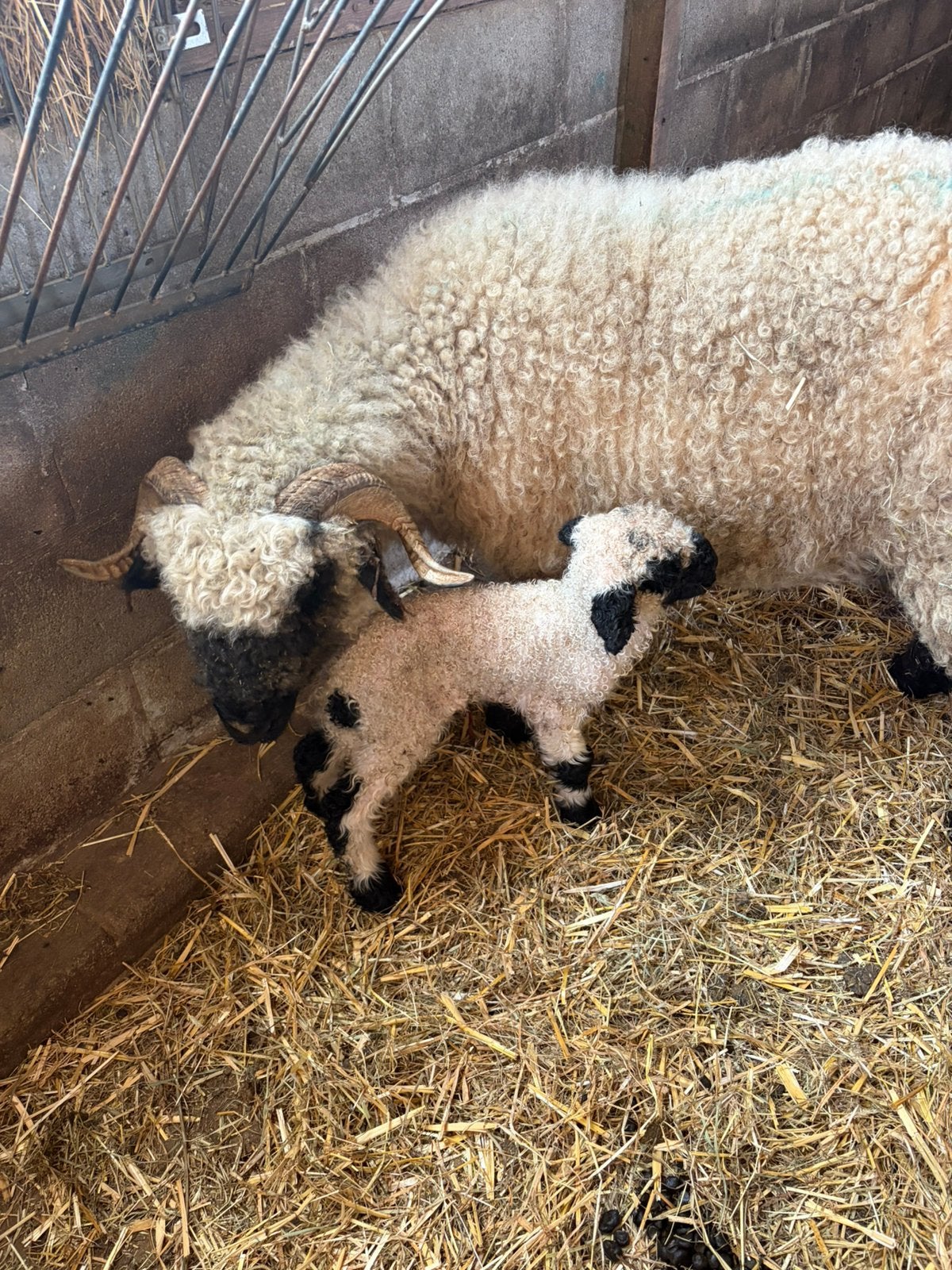 Wallisser Schwarznase, Dieren en Toebehoren, Schapen, Geiten en Varkens, Vrouwelijk, Schaap, 3 tot 5 jaar