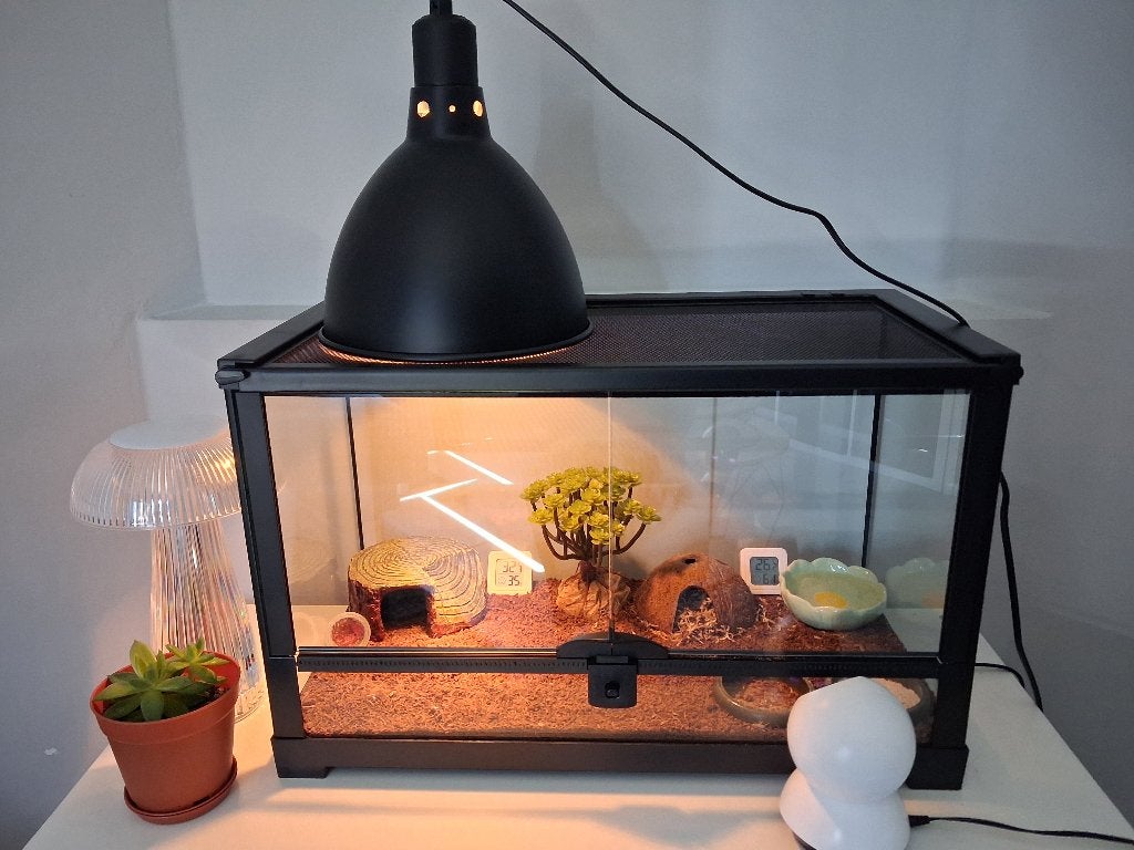 Jonge luipaardgekko + terrarium, alles incl, Dieren en Toebehoren, Hagedis, Met terrarium, 0 tot 2 jaar