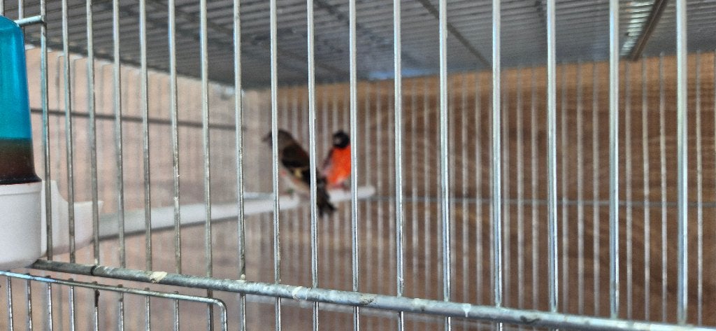 kapoetsensijs, Dieren en Toebehoren, Vogels | Overige Vogels, Mannelijk, Tropenvogel, Tam