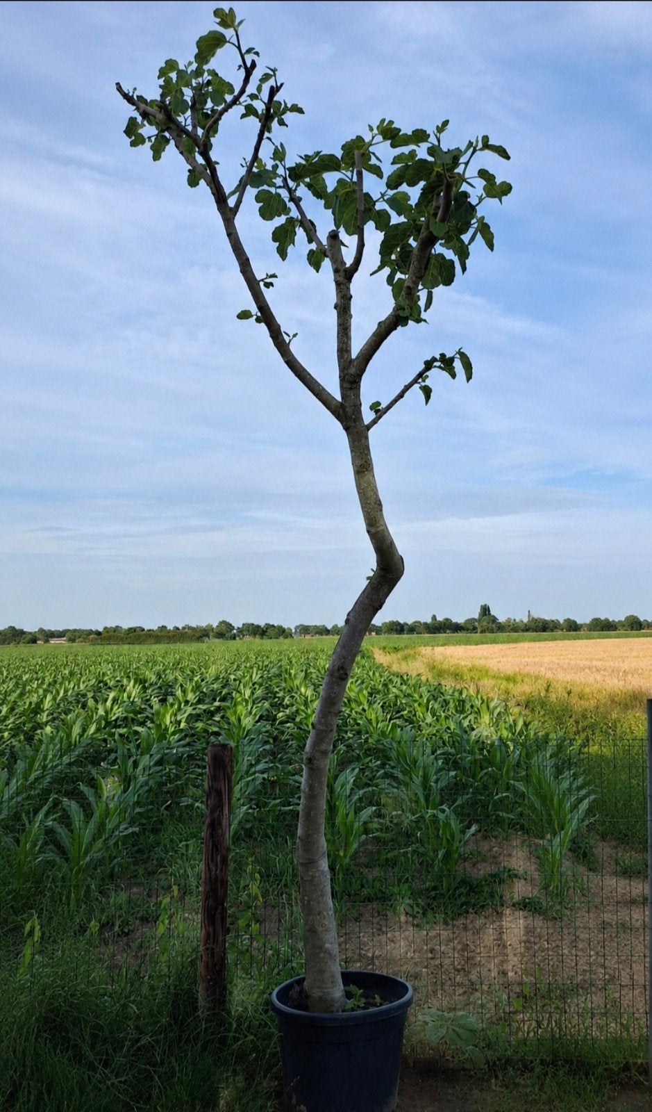 Vigboom in pot draagt heel veel vruchten 3 meter, Tuin en Terras, Planten | Bomen, Ophalen, In pot