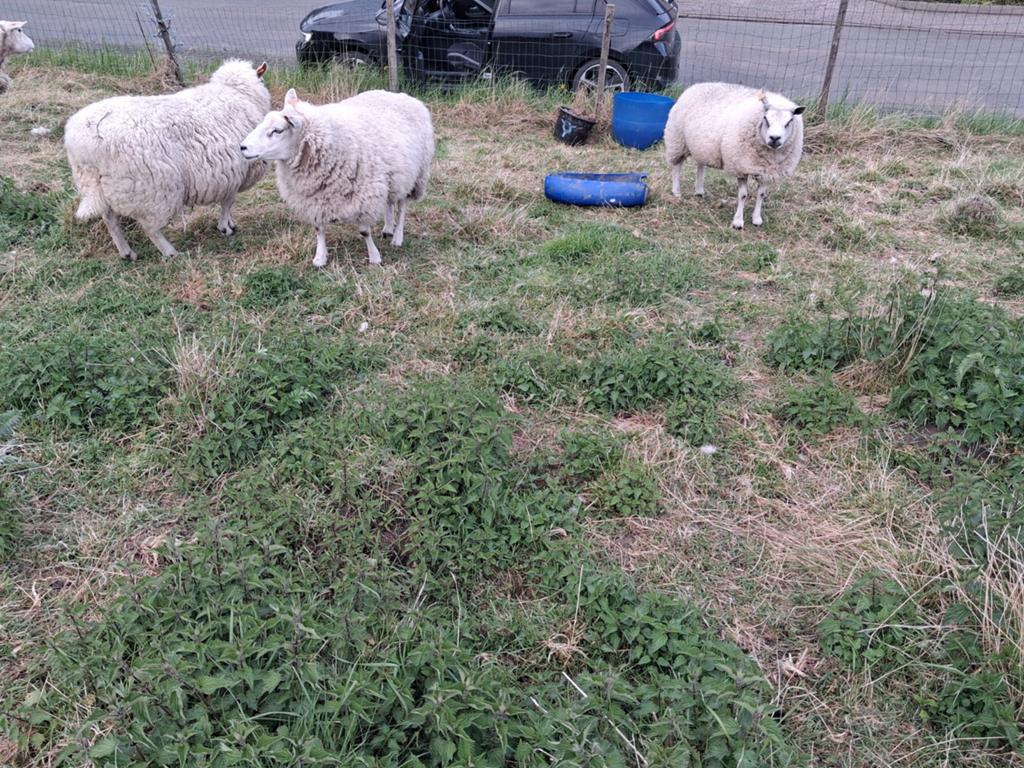 Brebis - 3 ans, Animaux & Accessoires