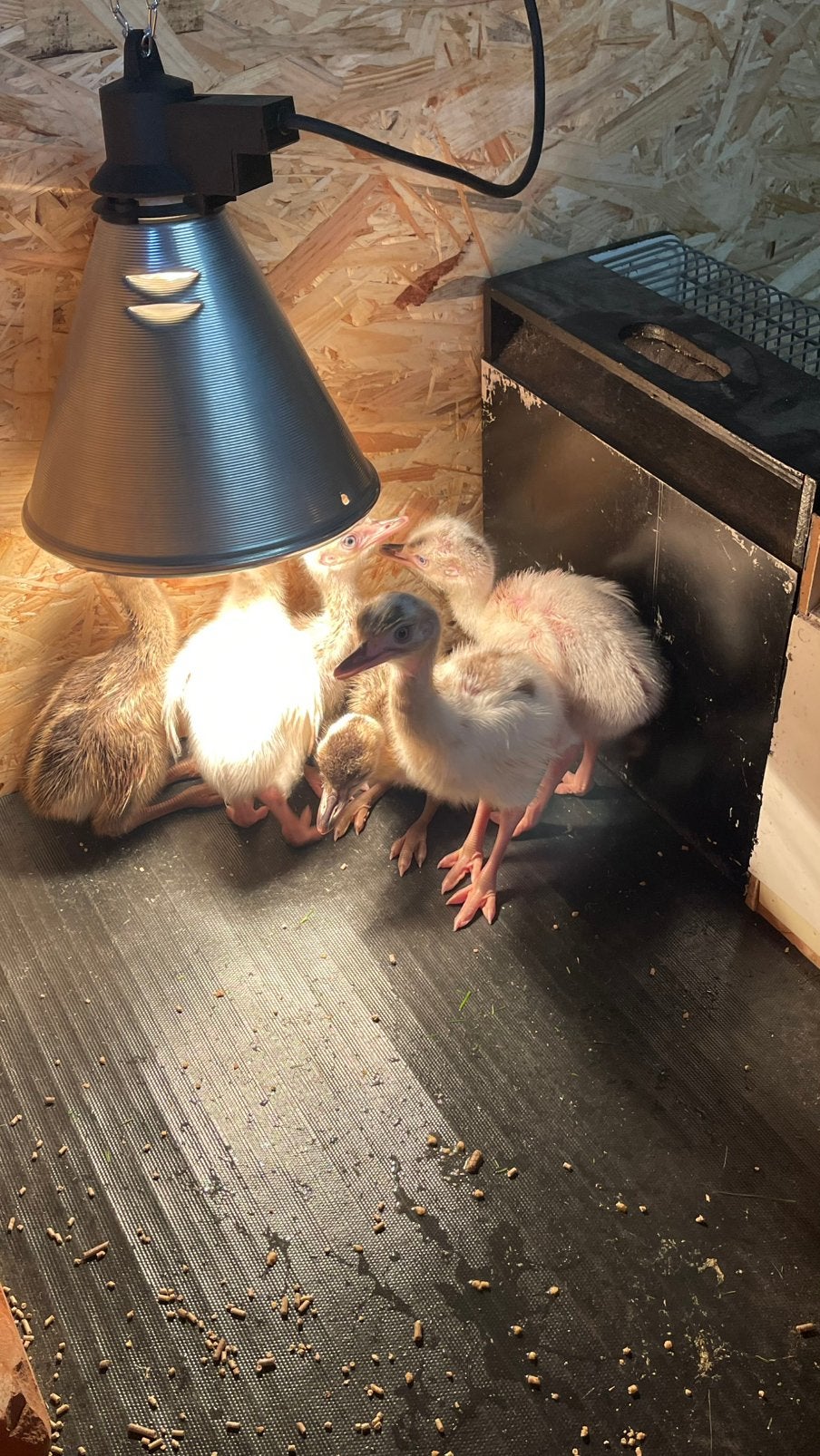 Nandoe kuikens (update 19/07), Plusieurs animaux, Autres espèces