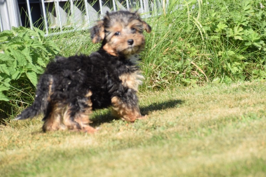 Chiot croisé Yorkshire, Animaux & Accessoires, 15 semaines à 1 an, Maladie de Carré (chiens), Petit, Éleveur | Professionnel