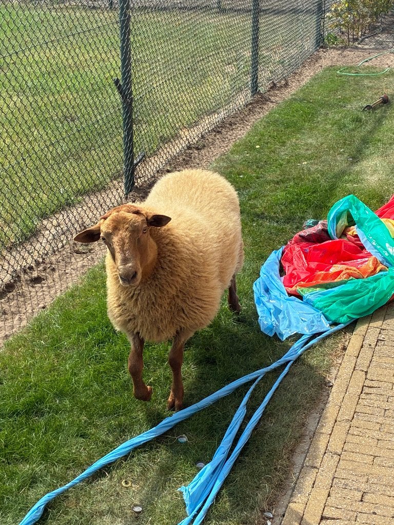 Ardense voskop ram te koop, Mâle, Mouton, 0 à 2 ans