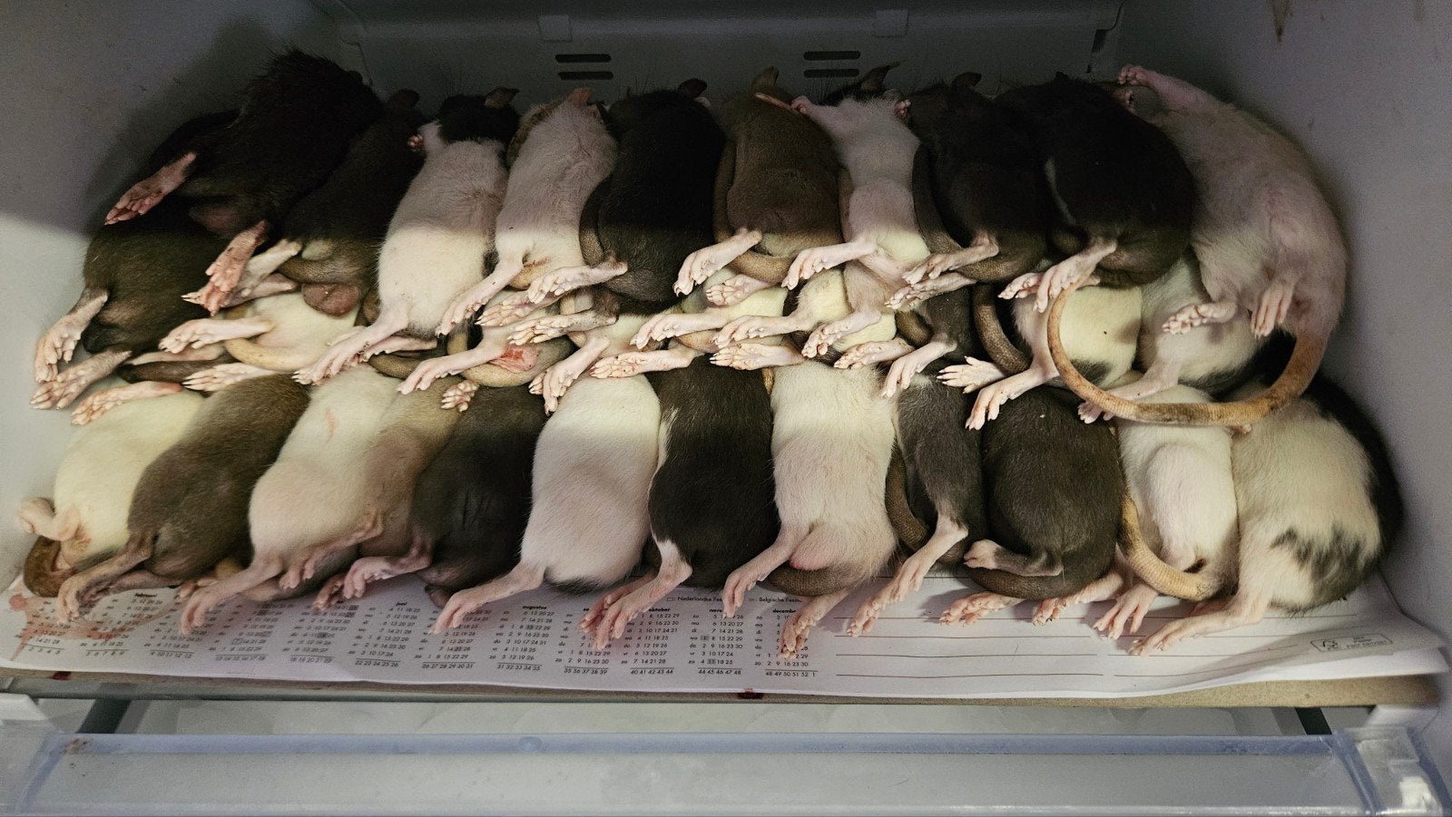 Voederratten Levend en Diepvries 1.20€